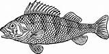 Scaly Vector Fish Clip Svg sketch template