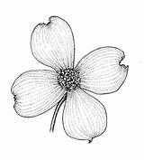 Dogwood Flower Flowers Coloring Drawing Pages Outline State Sketch Draw Florida Tattoo Branch Drawings Copyright Various Flowering Line Template Tattoos sketch template