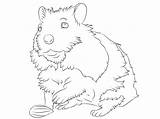 Hamster Colorir Hamsters Dibujo Ausdrucken Selvagem Desenhos Tierno Silueta Ausmalbild Fofinho Tiernos Animales Categorias sketch template
