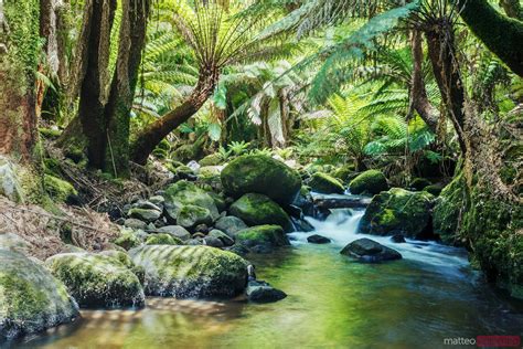 river  lush rainforest tasmania australia royalty  image
