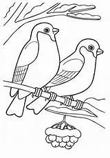 Coloring Pages Bullfinch Coloringtop sketch template