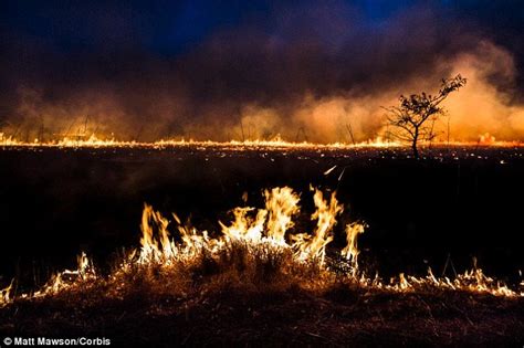 african bush fires helped humans forage 3 million years ago reveal