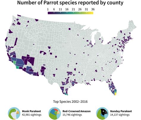 exotic parrot colonies  flourishing   country audubon