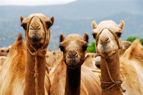 feed  future somalia camel leasing  impact resilience activity