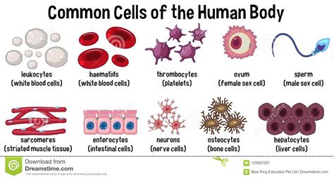 common cells of the human body stock vector illustration of bone