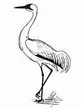 Coloring Crane Pages Printable Kranich Bird Kids Drawing Animal Color Ausmalen Malen Ausmalbilder Drawings Zeichnen Da Print Stork sketch template