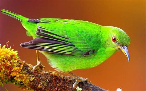cute bird pictures   beautiful colors entertainmentmesh