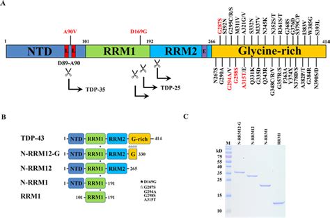 tdp  domain structure   als linked mutations  tdp   scientific diagram