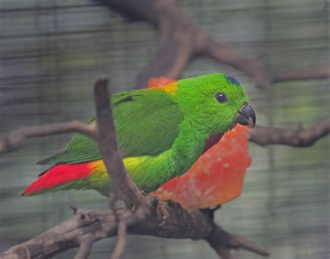 pictures  information  blue crowned hanging parrot