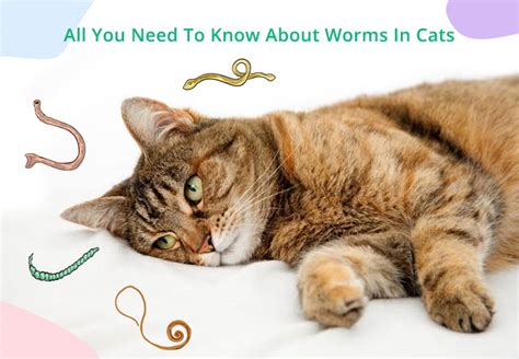 All You Need To Know About Worms In Cats