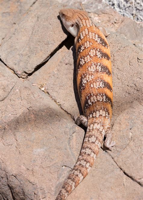 northern blue tongue skink    faunaclassifieds