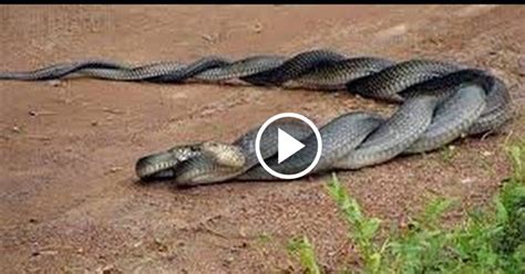 nyanyakavu amazing cobra fight king cobra  black mamba fight