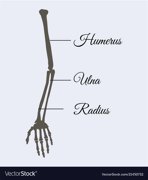 arm parts poster explanation royalty  vector image