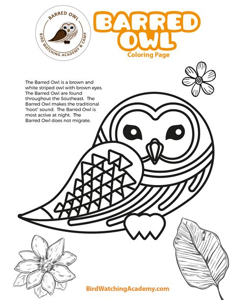 barred owl coloring page bird watching academy