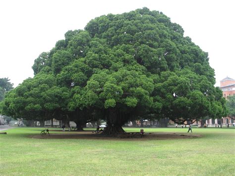 big tree japaneseclassjp