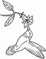 Coloring Hummingbird Pages Bird Flower Adult Embroidery Patterns Hummingbirds Drawing Humming Coloring4free Print Books Printable Birds Tree Colouring Template Color sketch template
