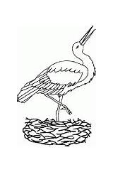 Stork Coloring Nest Pages Storks Its Feladatlap Color Getcolorings sketch template