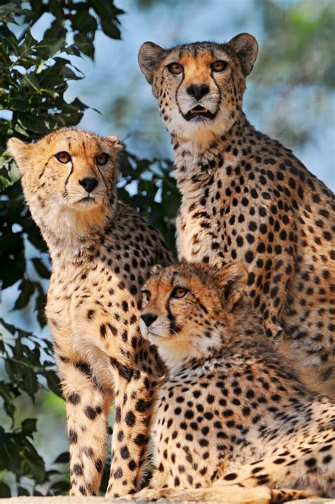 cheetahs national homebuyers