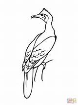 Cormorant Bird Coloring Pages Fishing Ukai Japan Printable Categories Supercoloring sketch template