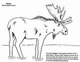 Coloring Pages Moose Maine Kids Printable Book Animals State Wild Symbols Games Online Bear Gov Choose Board sketch template