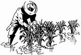 Rice Clipart Paddy Harvest Cultivation Drawing Plant Low Lirp Input External Production Technology Clipground Getdrawings Cliparts Stalks Higher Cut During sketch template