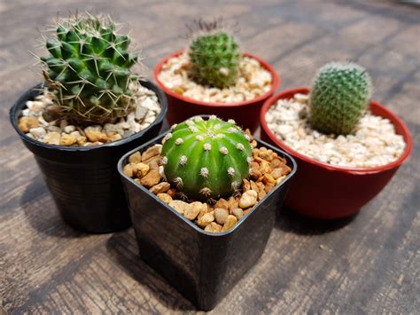 mini cactus encuentra tu favorito