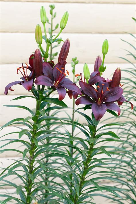 lilies plant care  collection  varieties gardenorg