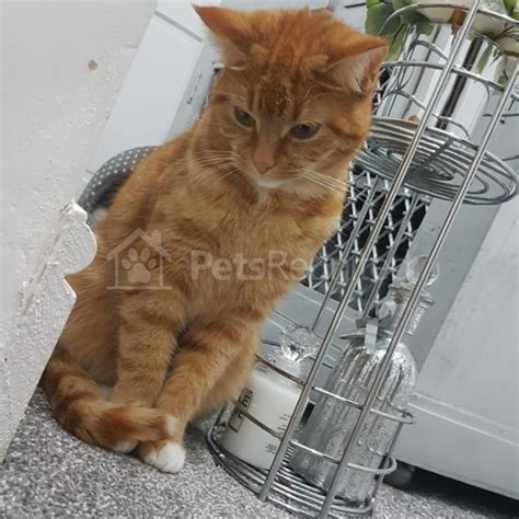 stolen cat ginger and white cat called tigger ullah nelson area