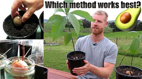 The Best Way To Grow Avocado From Seed 0 5 Months Of Growth Youtube
