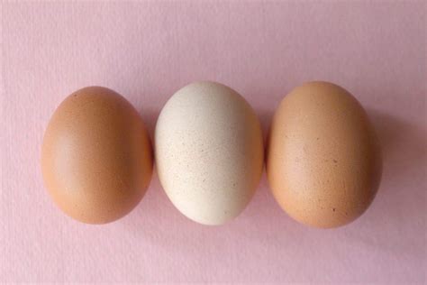 egg shaped   egg turns     math
