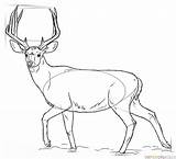 Deer Mule Draw Drawing Coloring Step Pages Supercoloring Drawings Line Animal Tutorials Buck sketch template
