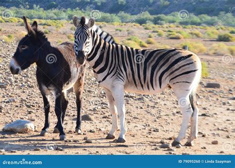 zebra  donkey royalty  stock image cartoondealercom
