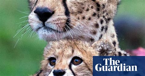 International Cheetah Day In Pictures Environment The Guardian