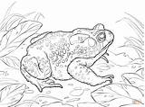 Toad Sapo Toads Rospo Americano Coloringbay Supercoloring sketch template