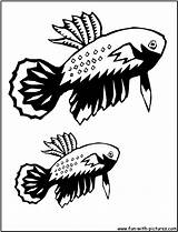 Coloring Pages Fish Betta Fun Printable sketch template