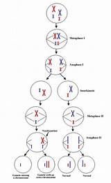Meiosis Division Chromosome sketch template
