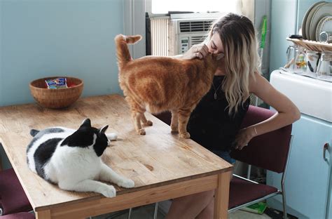 photographer brianne wills takes down cat lady stereotypes with girls and their cats metro news