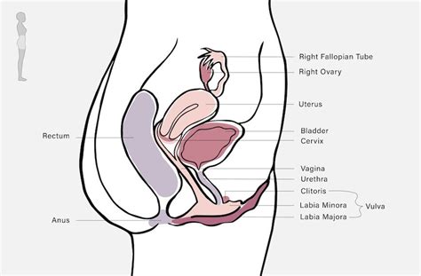 12 female reproductive system terms everyone should know well good