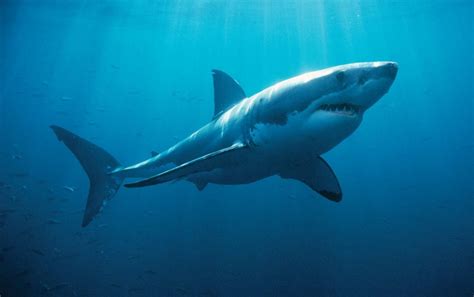 il grande squalo bianco  del mare biopills