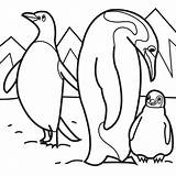 Coloring Penguin Pages Arctic Animals Kids Penguins Sheets Animal Printable Emperor Baby Polar Family Cute Preschool Color Colouring Their Snowshoe sketch template