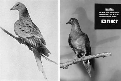 shukernature posthumous sightings  passenger pigeons