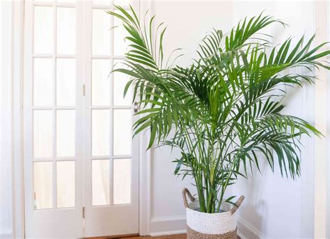 palm trees indoor plant care growing guide