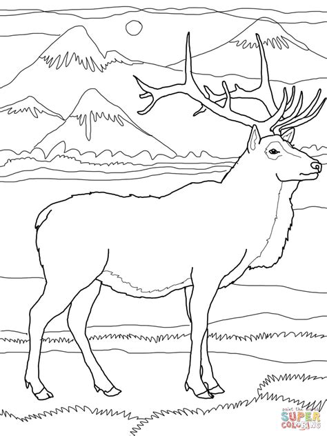 bull elk coloring pages   print