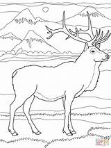Elk Wapiti Deer Supercoloring Reindeer Bull sketch template