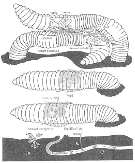 reproductive system of earthworm male and female