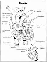 Anatomia Humana Coração Pintar Circulatorio Atividade Onlinecursosgratuitos Circulatório Cantinho Ensino Fundamental Isso Resumo sketch template