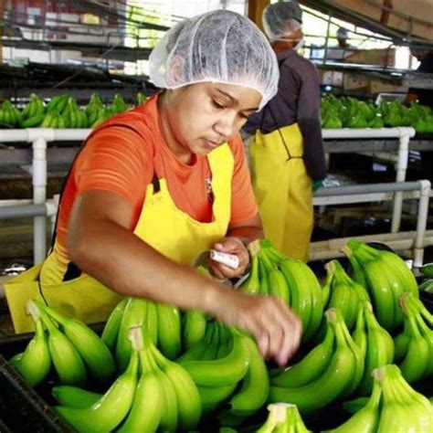 Exportaciones Del Banano Ecuatoriano Han Caído En Lo Que Va Del 2021