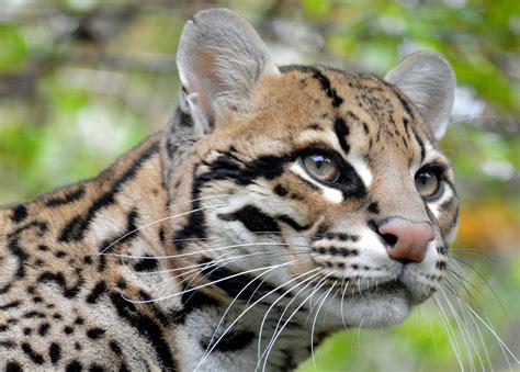 meet  ocelot animal experience day paradise wildlife park