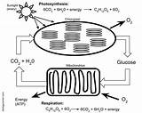 Respiration Photosynthesis Cellular Biologycorner Ls1 Worksheets Molecules Sponsored sketch template