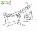 Mantis Coloring Pages sketch template